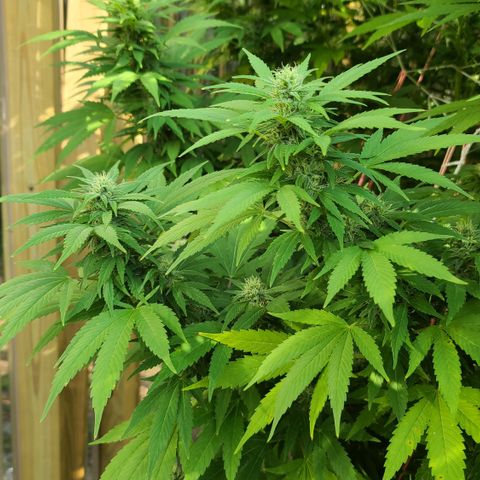 Critical Plus growlog photo: HOLY SPARKLES!! 🤭☺