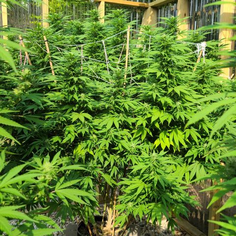 Critical Plus growlog photo: HOLY SPARKLES!! 🤭☺