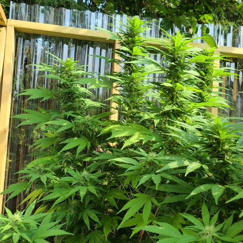 Critical Plus growlog photo: HOLY SPARKLES!! 🤭☺