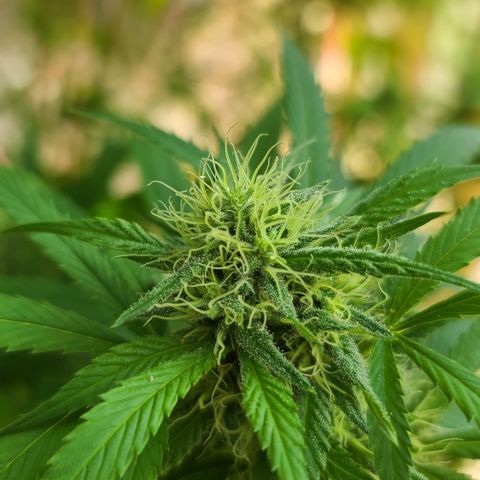 Aurora Indica growlog photo: HOLY SPARKLES!! 🤭☺