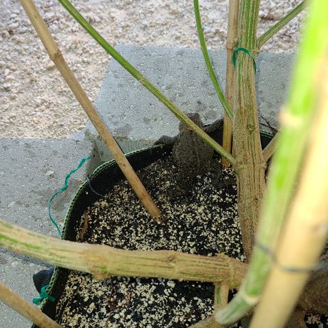 Jack Herer growlog photo: I shall name him Bob!!