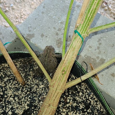 Jack Herer growlog photo: I shall name him Bob!!