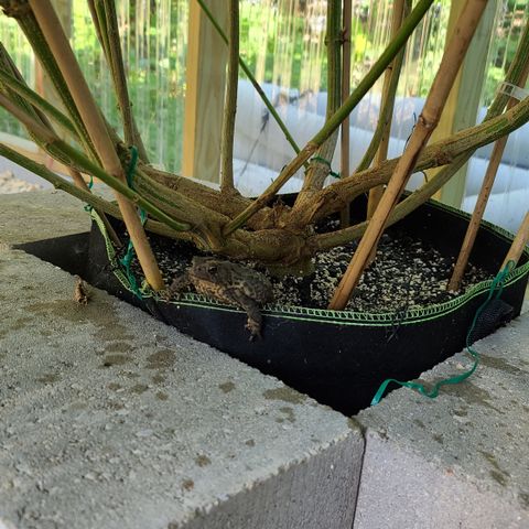 Jack Herer growlog photo: I shall name him Bob!!