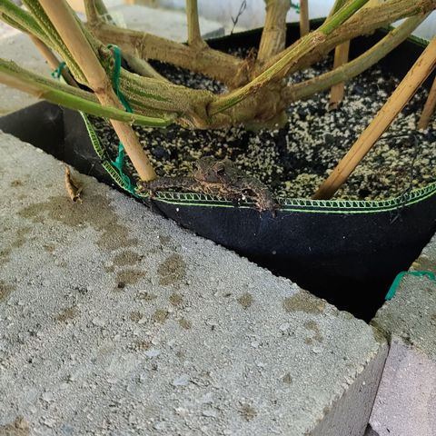 Jack Herer growlog photo: I shall name him Bob!!