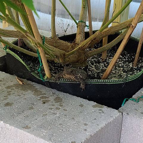 Jack Herer growlog photo: I shall name him Bob!!