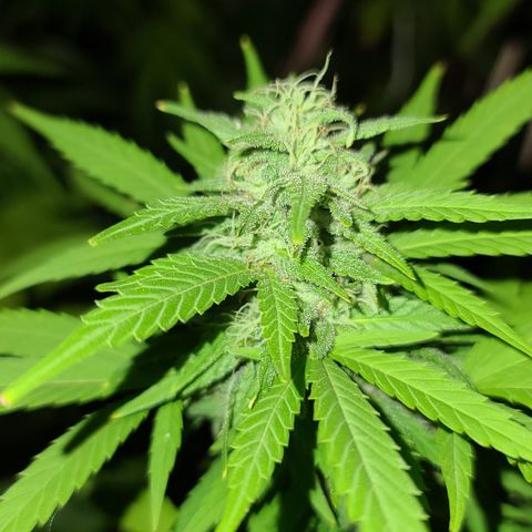 Critical Plus growlog timeline photo