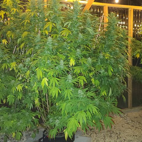 Critical Plus growlog timeline photo
