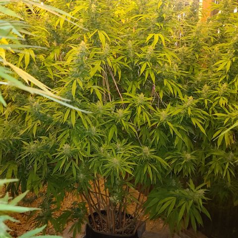 MediKit growlog timeline photo