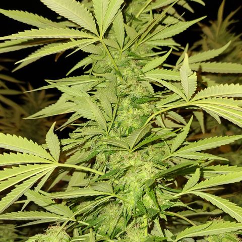 Purple Power growlog timeline photo
