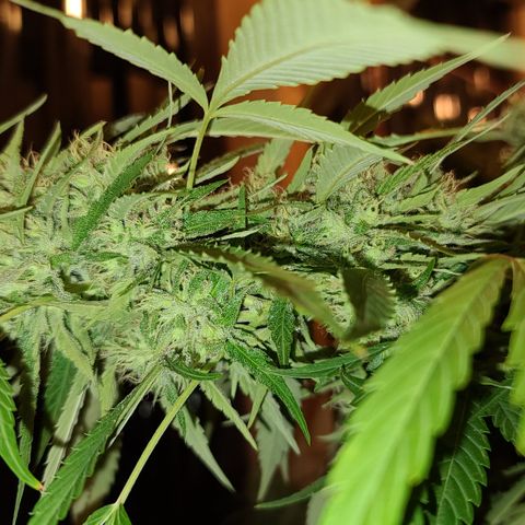 Jack Herer growlog timeline photo