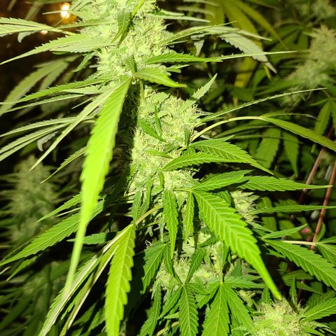 Jack Herer growlog timeline photo