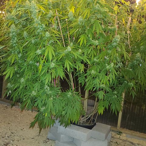 Jack Herer growlog timeline photo