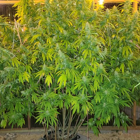 MediKit growlog timeline photo