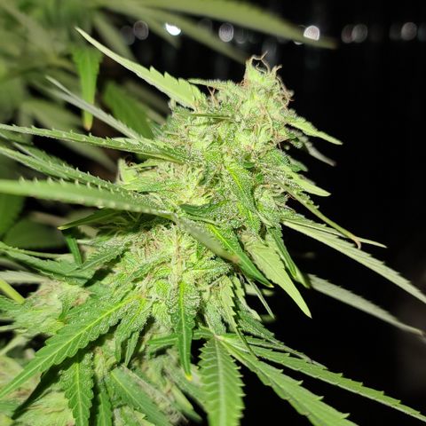 Purple Power growlog timeline photo