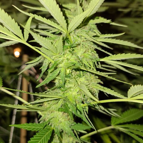 Purple Power growlog timeline photo