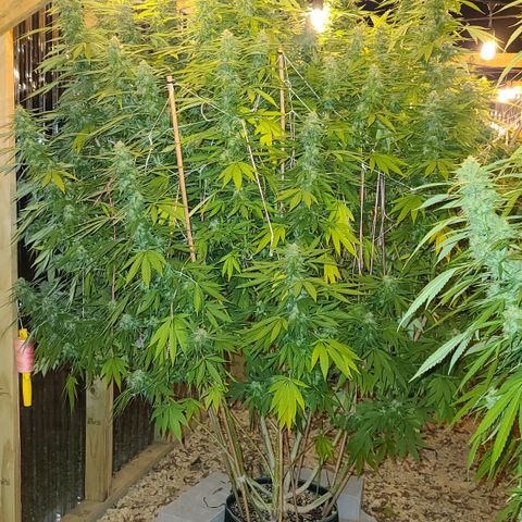 Purple Power growlog timeline photo