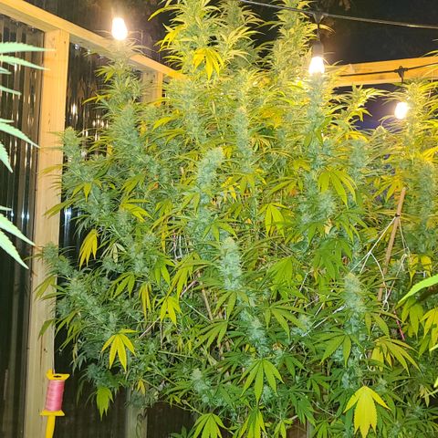 Aurora Indica growlog timeline photo