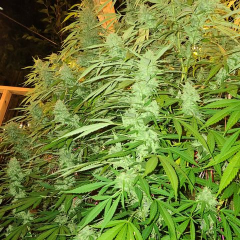Jack Herer growlog timeline photo