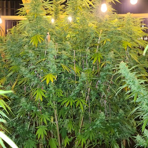 Purple Power growlog timeline photo