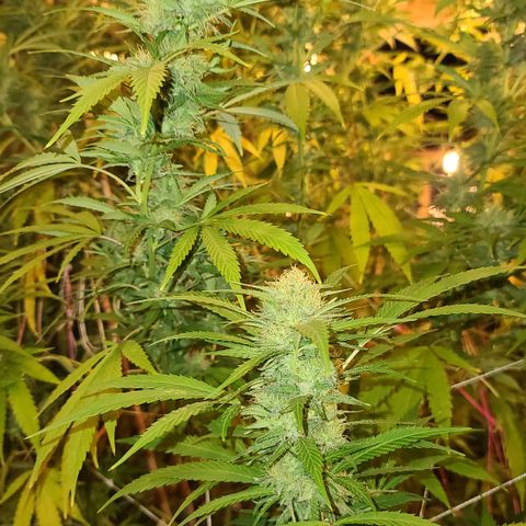 Aurora Indica growlog timeline photo