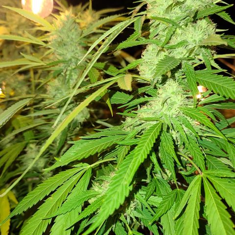Jack Herer growlog timeline photo