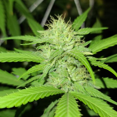 Aurora Indica growlog timeline photo