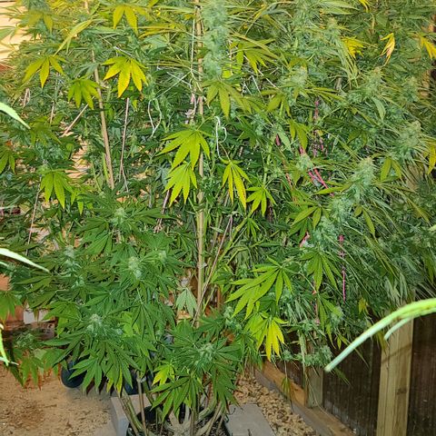 Purple Power growlog timeline photo