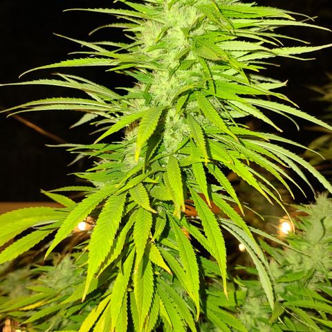 MediKit growlog timeline photo