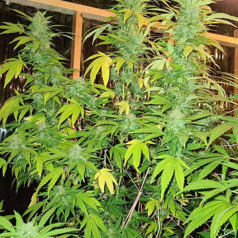 Critical Plus growlog timeline photo