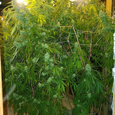 Jack Herer growlog timeline photo