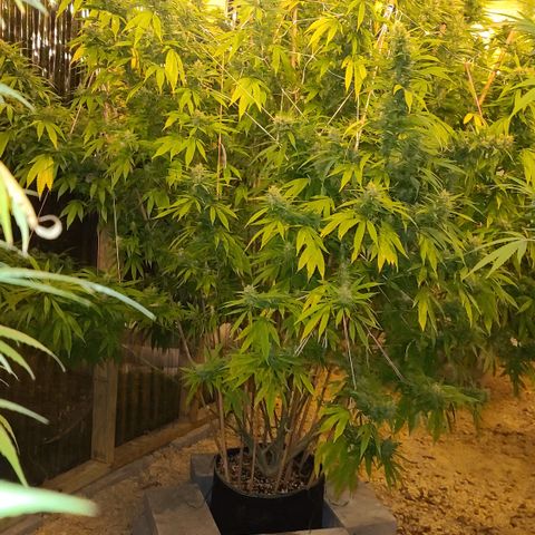 MediKit growlog timeline photo