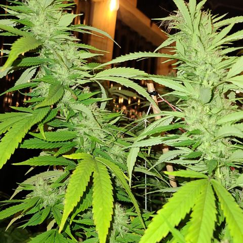 MediKit growlog timeline photo