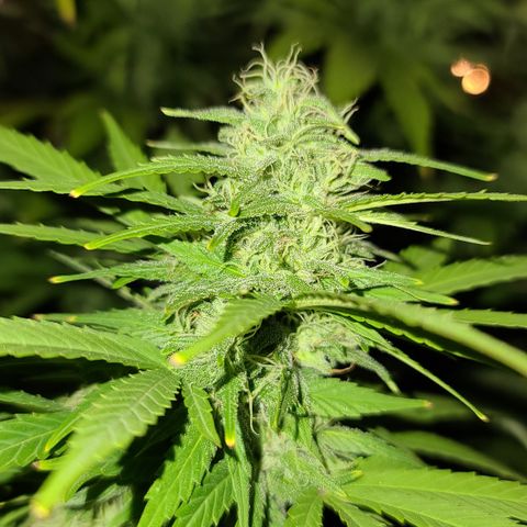 Critical Plus growlog timeline photo
