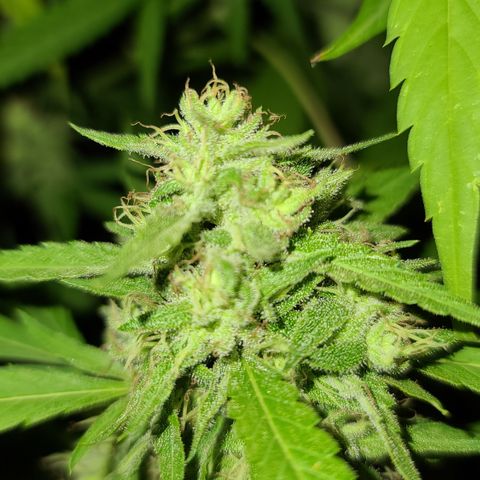 Jack Herer growlog timeline photo