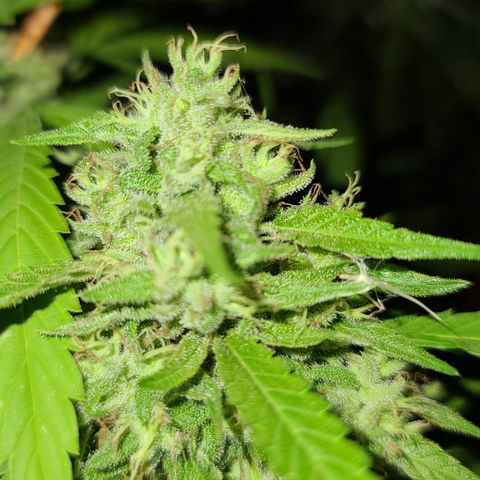 Jack Herer growlog timeline photo