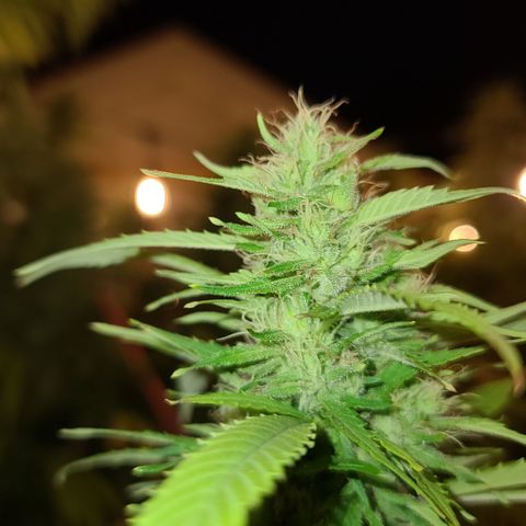 MediKit growlog timeline photo