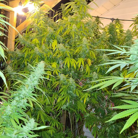 Jack Herer growlog timeline photo