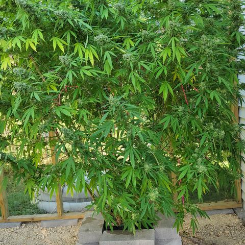 Jack Herer growlog photo: Started flushing! We have some amber! 