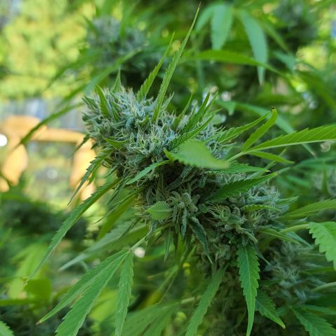 Jack Herer growlog photo: Started flushing! We have some amber! 