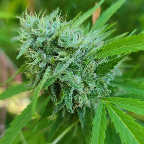 Jack Herer growlog photo: Started flushing! We have some amber! 