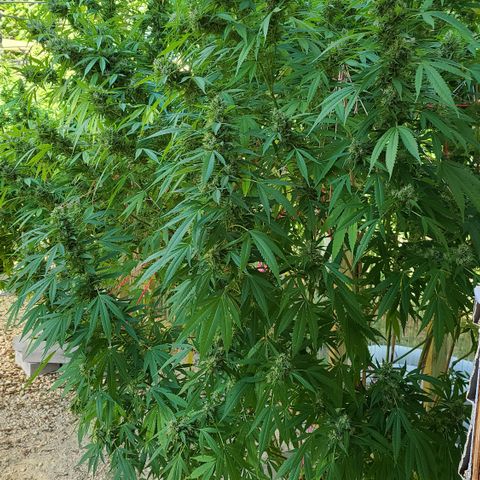 Jack Herer growlog photo: Started flushing! We have some amber! 