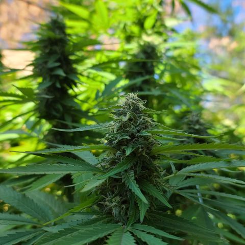 Purple Power growlog timeline photo