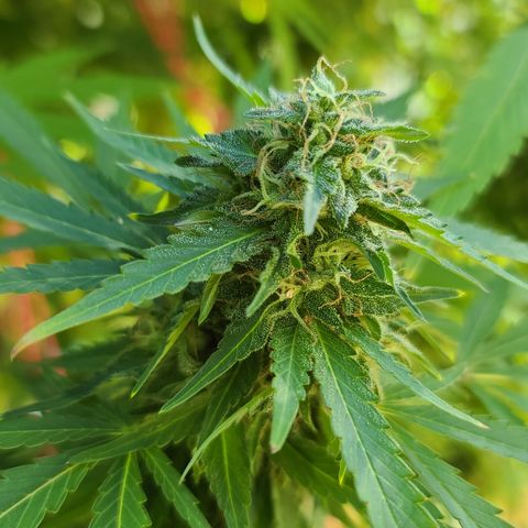 Purple Power growlog timeline photo