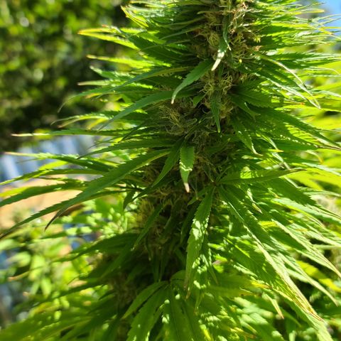 MediKit growlog photo: Started flushing! We have amber!