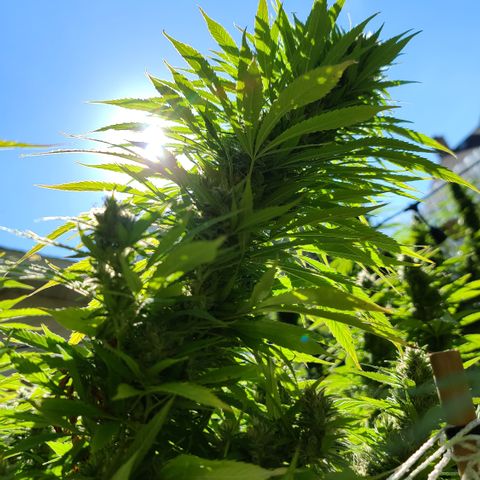 MediKit growlog photo: Started flushing! We have amber!