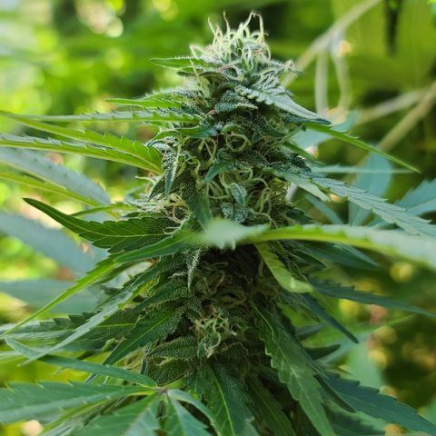 Purple Power growlog timeline photo