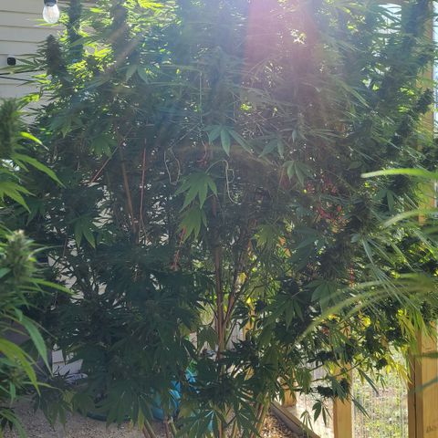 Purple Power growlog timeline photo