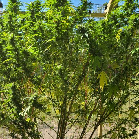 Aurora Indica growlog timeline photo