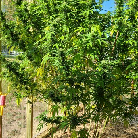 Aurora Indica growlog photo: Started flushing! We have amber!