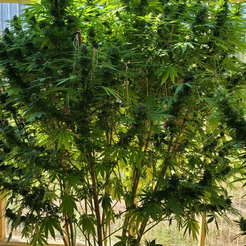 Purple Power growlog timeline photo